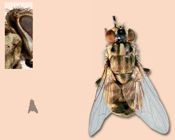 Figure 3. Stable fly.