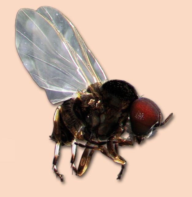 Figure 2. Black fly on man.