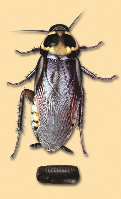 Figure 5. Australian cockroach adult, actual size 1–1/2