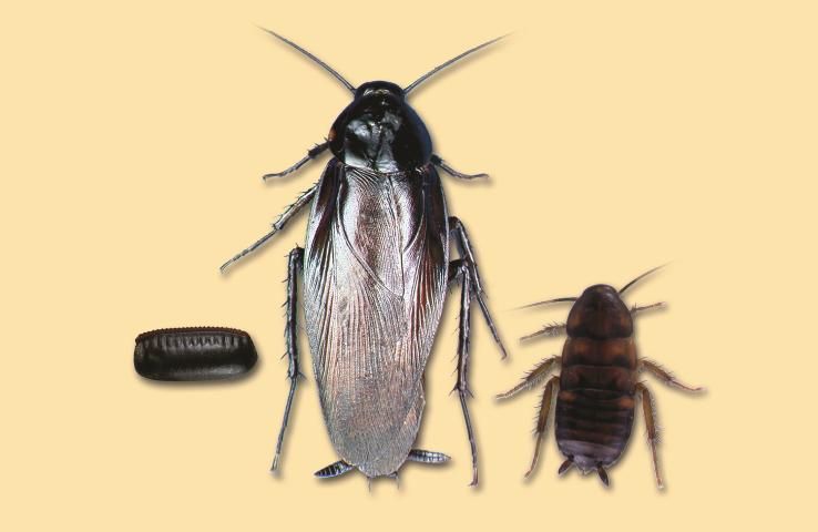 Figure 3. Smokybrown cockroach egg case, adult and nymph. Adult actual size 1–3/4