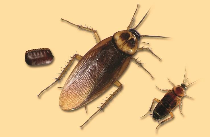 Figure 2. American cockroach egg case, adult and nymph. Adult actual size 1–1/2