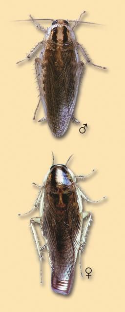 Figure 7. Asian cockroach male and female. Adult actual size 5/8
