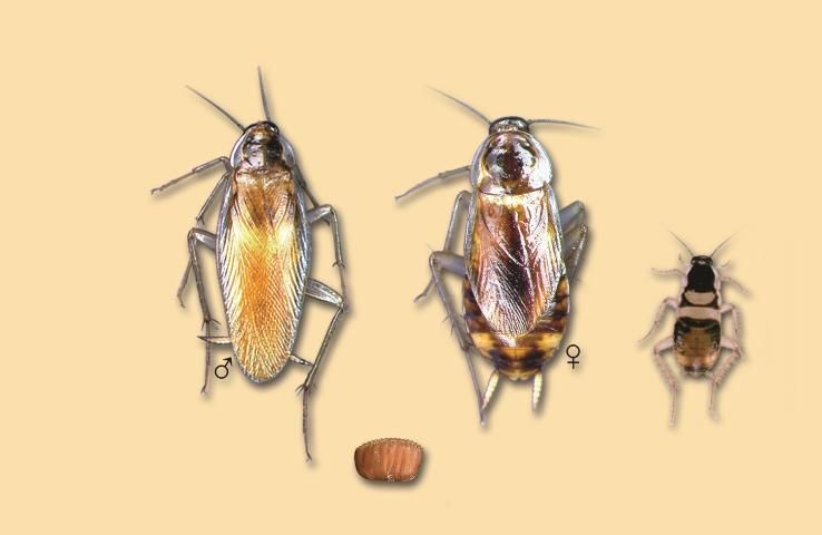 Figure 8. Brownbanded cockroach male, female, nymph, and egg case. Adult actual size, 3/4