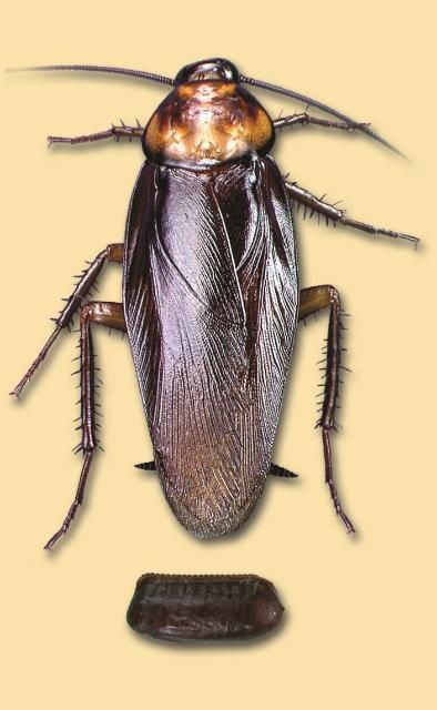 Figure 4. Brown cockroach adult, actual size, 1–1/2