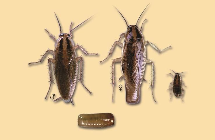 Figure 6. German cockroach male, female, nymph, and egg case. Adult actual size 5/8