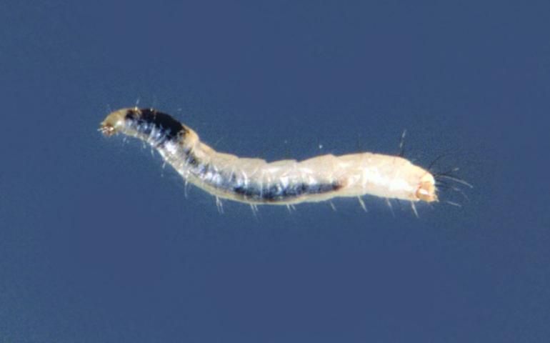 Figure 3. Flea larvae.