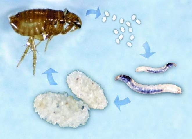 Figure 5. Flea life cycle, clockwise from top left: Adult, eggs, larvae, and pupae.