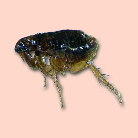 Figure 1. Cat flea adult.