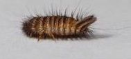 Figure 2b. Common carpet beetle larva.