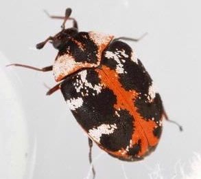 Figure 2a. Common carpet beetle adult.
