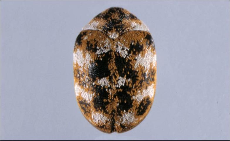 Figure 4a. Varied carpet beetle adult.
