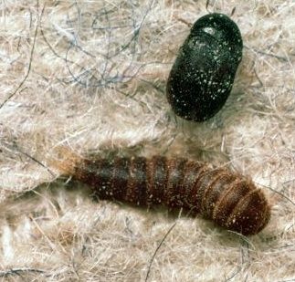 Figure 1. Black carpet beetle adult (top) and larva.