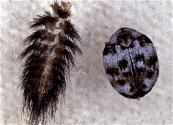 Figure 3. Furniture carpet beetle larvae and adult.