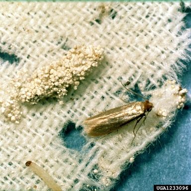 Figure 1. Fabrics damaged by clothes moths. Clockwise from top left: Larval case, adult and larva.