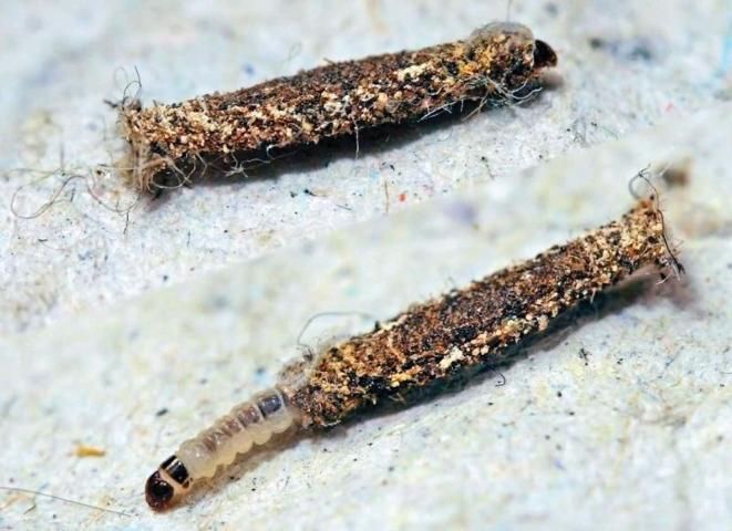 Figure 4. Case-making clothes moth larvae with silken tube.