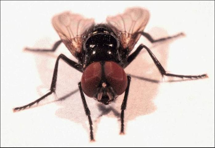 Figure 10. Black dump fly.