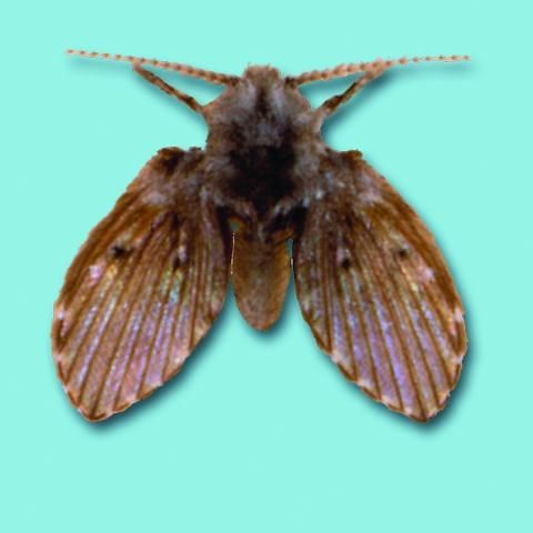 Figure 5. Moth fly.