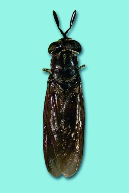 Figure 6. Soldier fly.