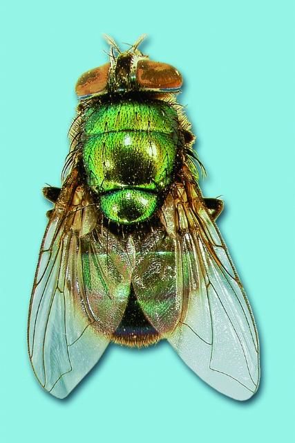 Figure 4. Green bottle fly.