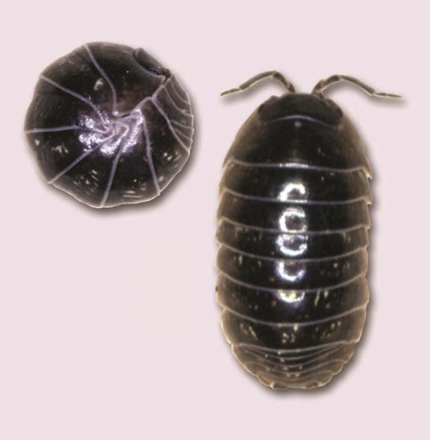 Figure 1. Pillbug.