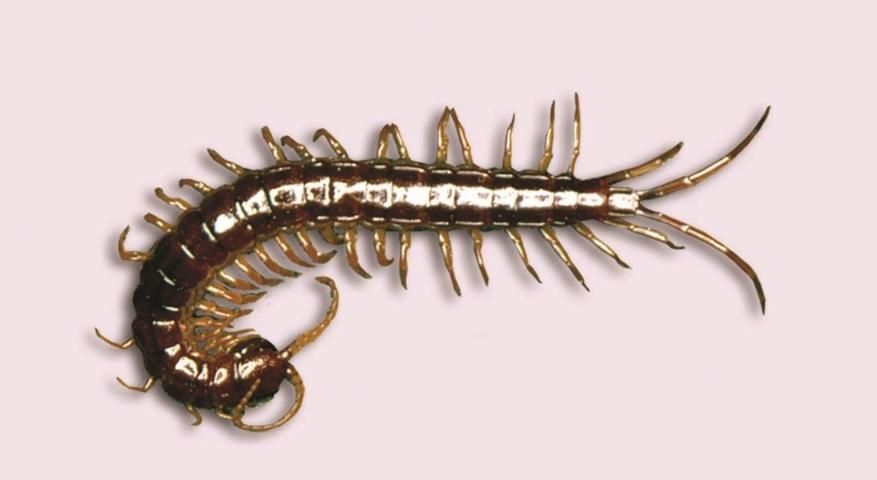 Figure 3. Centipede.