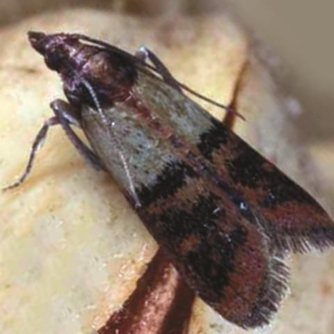 Figure 9. Indian meal moth, also known as flour moth.