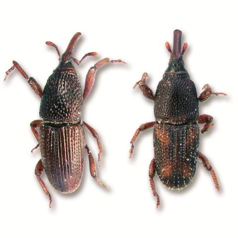 Figure 5. Granary weevil and rice weevil.