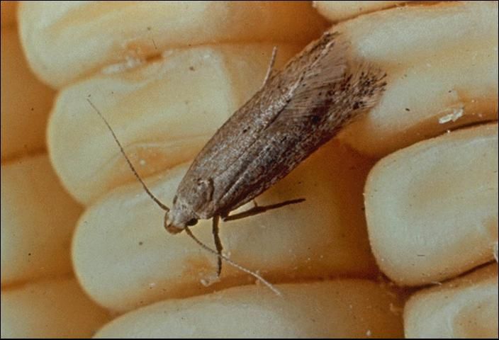Figure 7. Angoumois grain moth.