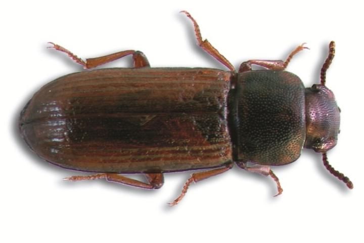Figure 1. Flour beetle.