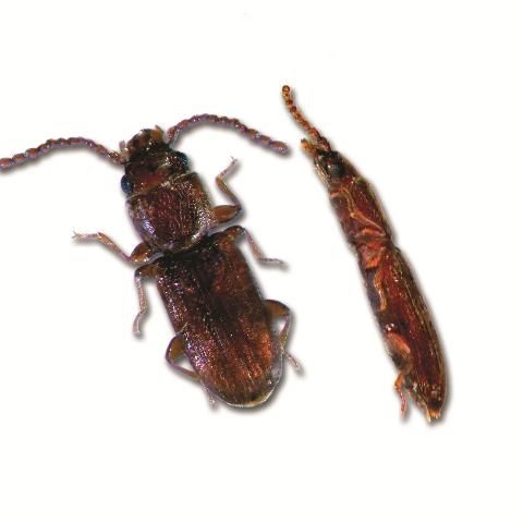 Figure 13. Flat grain beetle, dorsal and side views.