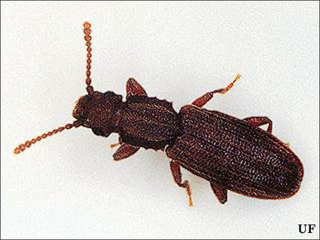Figure 2. Sawtoothed grain beetle.