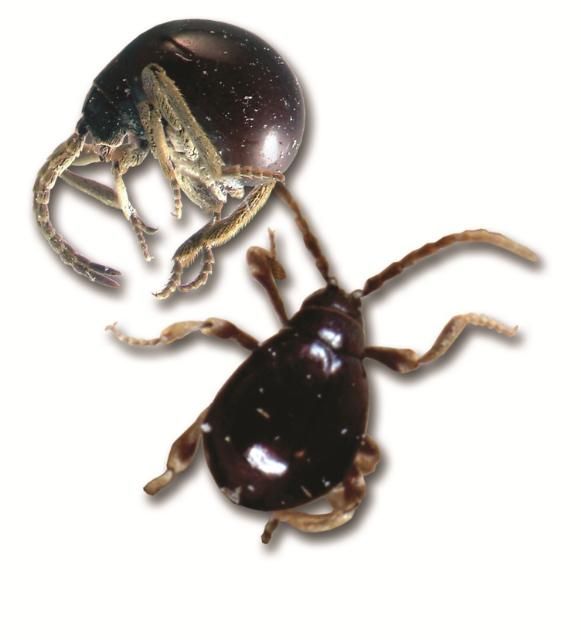 Figure 6. Spider weevil, side and dorsal views.