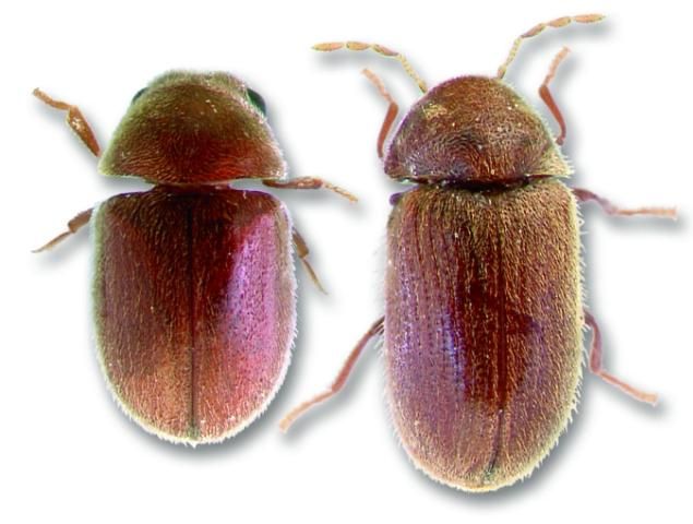 Figure 3. Cigarette beetle and drugstore beetle.