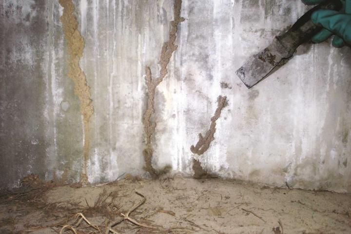Figure 6. Mud tubes connect the colony in soil with wood in structure.