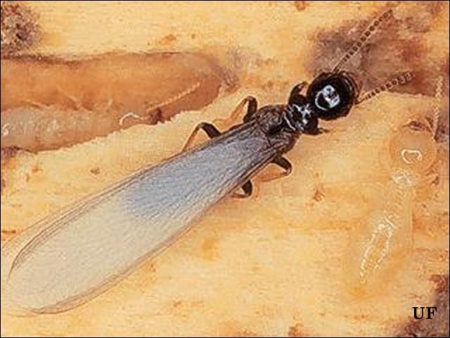 Figure 4. Winged reproductive subterranean termite.