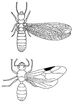 Figure 5. Subterranean termite (top) and winged ant (bottom) reproductive. Termites have thick waists, straight antennae, and wings of equal size.