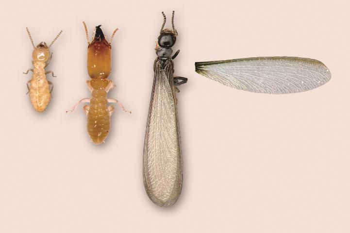 Figure 2. Castes of termite from left: worker, soldier, winged reproductive, and wing detail.