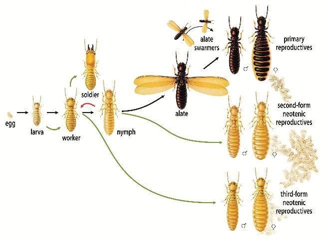 Figure 3. Termite life cycle.