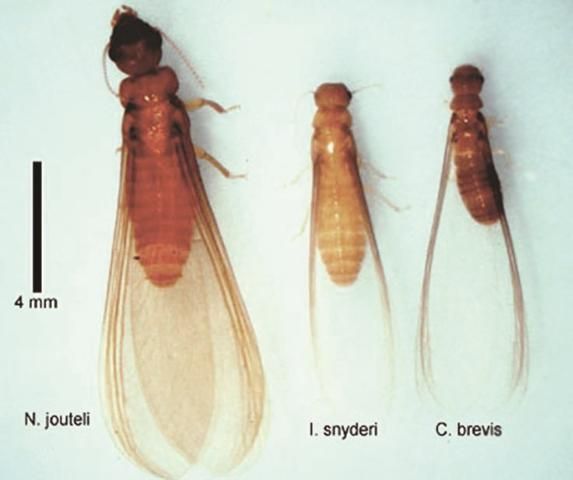 Figure 4. Dampwood termite species Neotermes jouteli (Banks) alate and alates of two drywood termite species found in Florida, Incisitermes snyderi and Cryptotermes brevis.