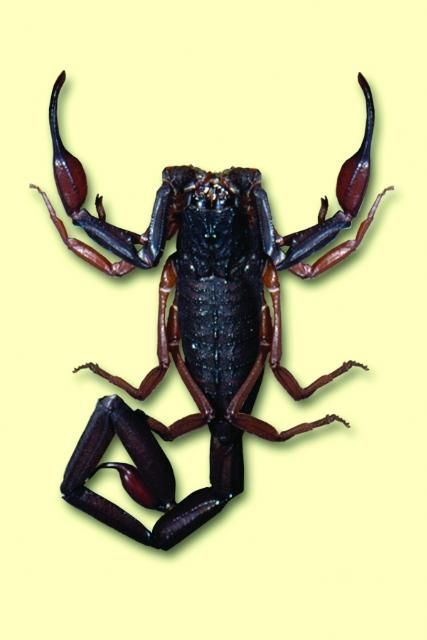 Figure 11. Scorpion.