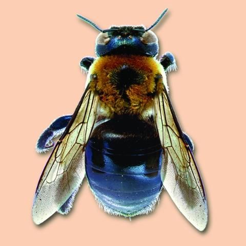 Figure 3. Carpenter bee.