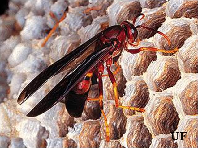 Figure 6. Polistes, paper wasp.