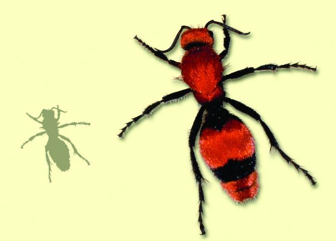 Figure 12. Velvet ant.