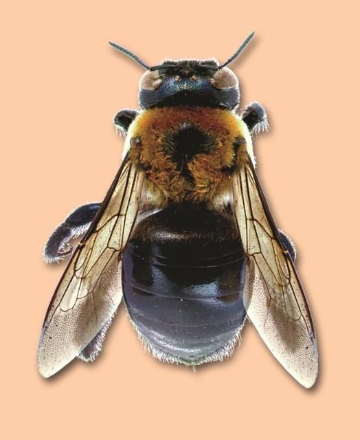 Figure 9. Adult carpenter bee.