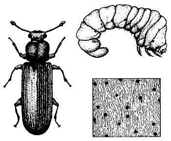 Figure 6. Powderpost beetle (Lyctidae).