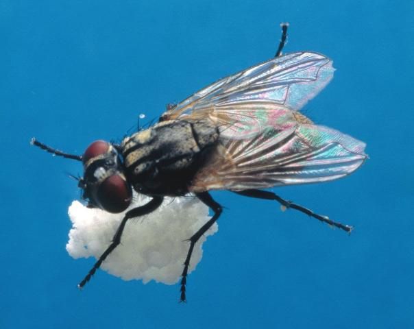 Figure 1. House fly.