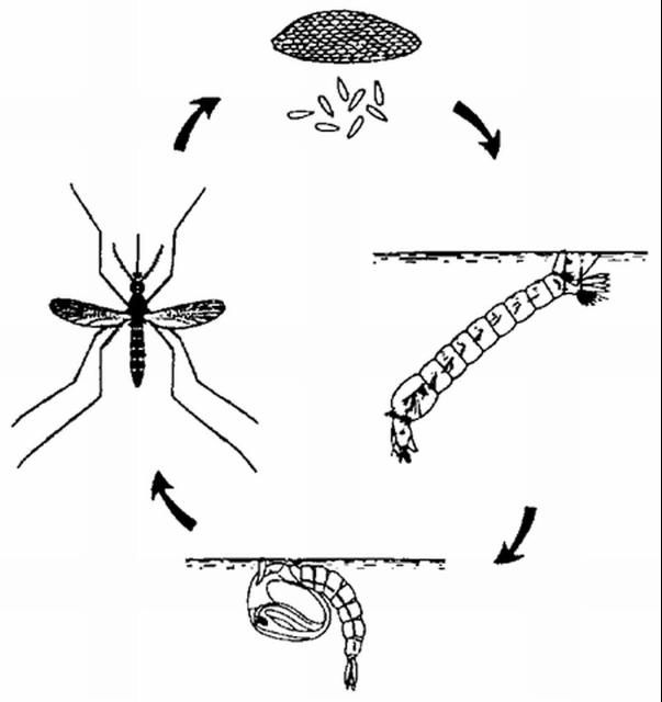 Figure 14. Mosquito life cycle.