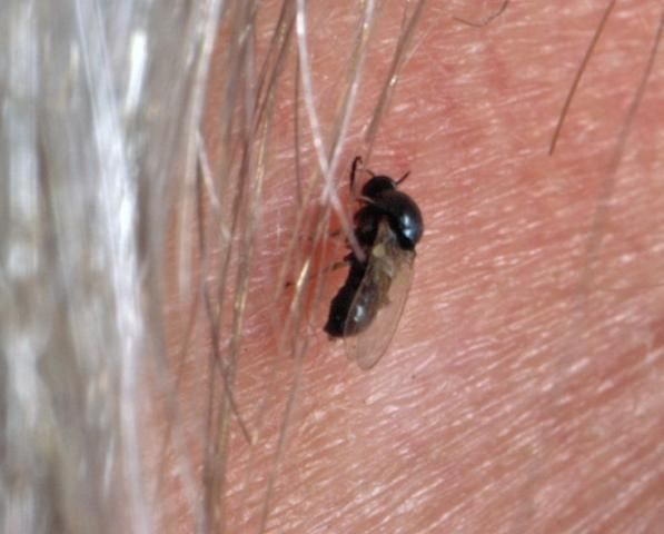 Figure 2. Black fly.