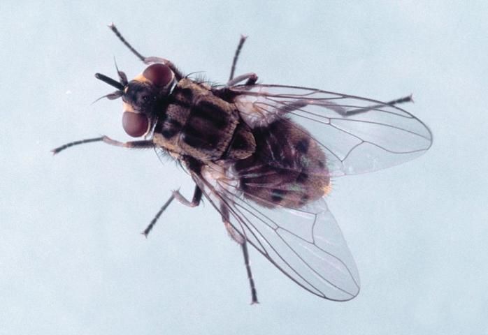 Figure 7. Stable fly.