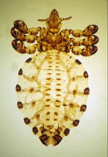 Figure 11. Cattle tail louse.